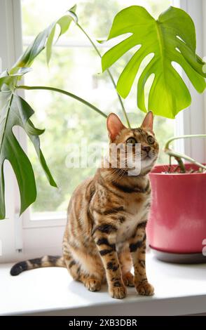 Eine wunderschöne bengalische Katze mit auffälligen Markierungen lounges auf einer Fensterbank, die mit neugierigen Augen nach draußen blickt, neben einer rosafarbenen Topfpflanze in einer gemütlichen Innenliege Stockfoto