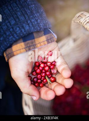 Hand eines Jungen, der Kirschen in der Nähe des Korbs hält Stockfoto