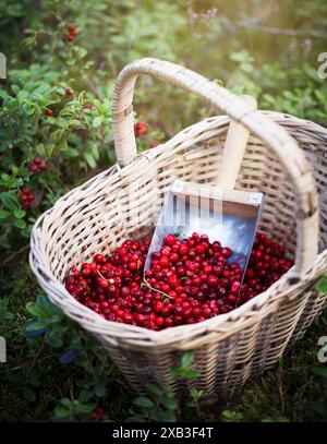 Kelle mit kleinen roten Beeren im Korb in der Nähe von Pflanzen Stockfoto