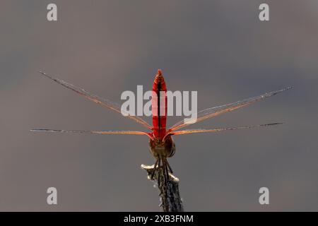 Nahaufnahme einer roten Libelle, die auf dem Zweig liegt Stockfoto