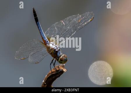 Nahaufnahme einer Libelle, die auf dem Zweig liegt Stockfoto