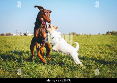 Zwei Hundefreunde spielen (Doberman Pinscher und Parson Russell Terrier) Stockfoto