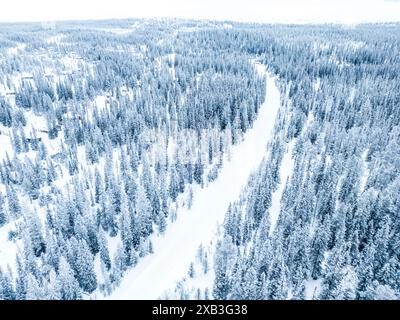 Straßenfahrt durch Kiefernwald bedeckt mit Schnee Stockfoto