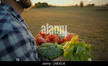 Nahaufnahme kaukasischer bärtiger männlicher Mann Kerl Farmer mit Aufbewahrungsbox frisches Bio-Gemüse Spaziergang draußen ländliche Landschaft Feld Sonnenuntergang. Landwirtschaft Stockfoto