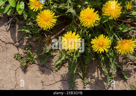 Nahaufnahme der Blüten blühen Löwenzahn Taraxacum Officinale im Garten auf Frühling. Detail der hellen gemeinsamen Löwenzahn in Wiese am springtim Stockfoto