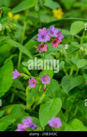 Lebendige und helle Pulmonaria-Blüten auf grünen Blättern Hintergrund aus nächster Nähe. Stockfoto