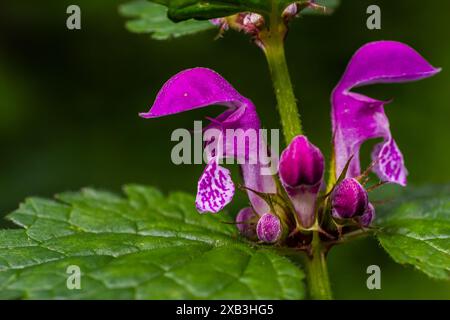 Rosafarbene Blüten von geflecktem Lamium maculatum aus totem Brennnessel. Heilpflanzen im Garten. Stockfoto