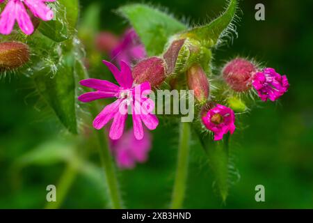 Wunderschöne rote bis rosa campion. Rote Nichtnelke. Compagnon rouge. Silene dioica. Stockfoto