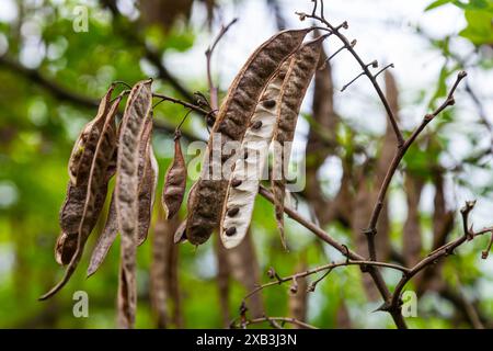 Robinia pseudoacacia, allgemein bekannt als schwarze Heuschrecke mit Samen. Stockfoto