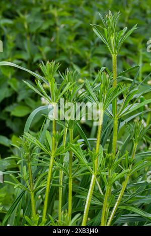 Cleavers Galium Acarin wird in der traditionellen Medizin zur Behandlung von Erkrankungen des Diuretikums, des Lymphsystems und als Entgiftungsmittel eingesetzt. Stockfoto