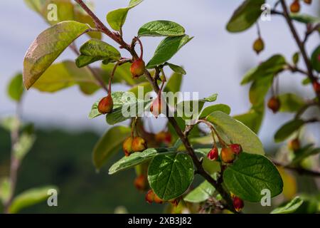 Cotoneaster procumbens. Cotoneaster-Buschpflanze mit Reifen roten Beeren. Stockfoto