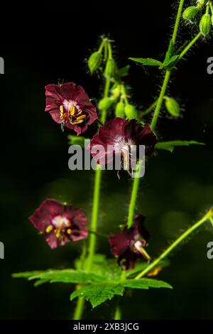 Lila und rote Blüten von Geranium phaeum Samobor im Frühlingsgarten. Stockfoto