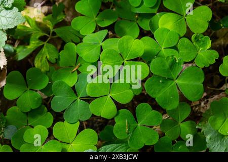 Nahaufnahme der Sauerampfer-Pflanze der kriechenden Dame Oxalis corniculata. Stockfoto