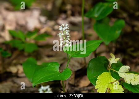 Maianthemum bifolium oder falsche Maiglöckchen sind oft eine örtlich begrenzte Rhizomatöse blühende Pflanze. Im Wald wachsen. Stockfoto