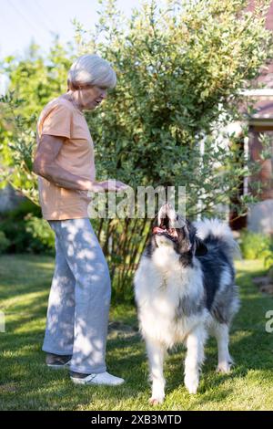 Eine ältere Frau trainiert einen Hund im Hof ihres Hauses. Ein großer Hund, eine Hirtenmischung, folgt draußen den Befehlen des Besitzers. Selektiver Fokus, Nahaufnahme. Stockfoto