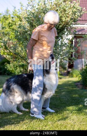 Eine ältere Frau trainiert einen Hund im Hof ihres Hauses. Ein großer Hund, eine Hirtenmischung, folgt draußen den Befehlen des Besitzers. Selektiver Fokus, Nahaufnahme. Stockfoto