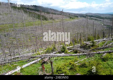 Tote und sterbende Bäume im Harz, Niedersachsen, Deutschland Stockfoto