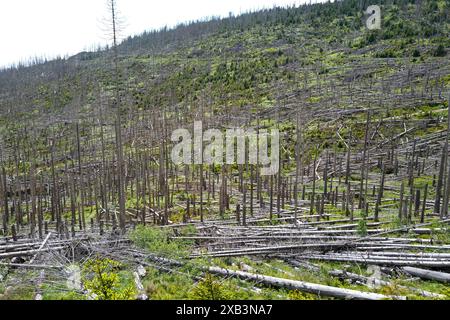 Tote und sterbende Bäume im Harz, Niedersachsen, Deutschland Stockfoto