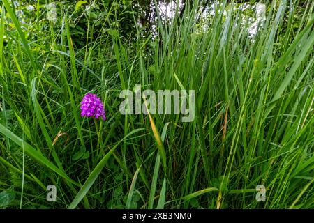 Pyramidale Orchideen am Grasrand. Crickley Hill Country Parkloucestershire. UK. Stockfoto