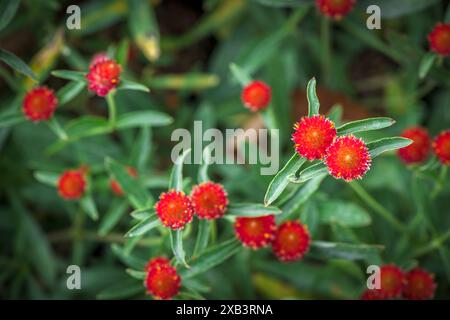 Globe Amaranth oder Bachelor Button Blume blüht im Garten, Blume Hintergrund Konzept Stockfoto