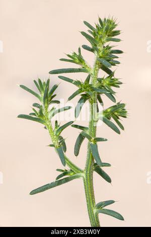 Stachelige Salzkraut, Salsola kali, blühender Stamm Norfolk, Juli Stockfoto