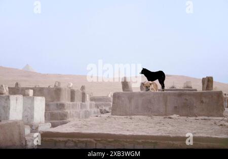 Zwei Hunde auf einem Friedhof in der Nähe der Pyramiden in Gizeh, Kairo, Ägypten. Streunende hungrige Hunde durchstreifen die Umgebung Stockfoto