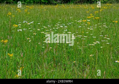 Wiese aus hohen Gräsern mit weißen Gänseblümchen und Butterweed, die im Frühling als Hintergrund und Texturen dazwischen wachsen Stockfoto