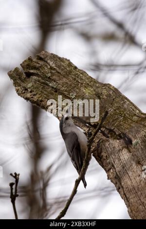 Ein Weißbrust-Nuthatch sucht im Frühjahr Insekten auf toten Bäumen. Stockfoto