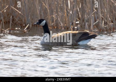 Eine Kanadier-Gans schwimmt an einem Frühlingsmorgen in der Nähe des Schilfs. Stockfoto