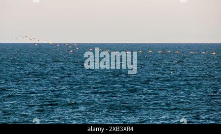 Fernblick einer Schar großer Flamingos (Phoenicopterus roseus) im Flug über dem hellblauen Ozean der mosambikanischen Küste Stockfoto