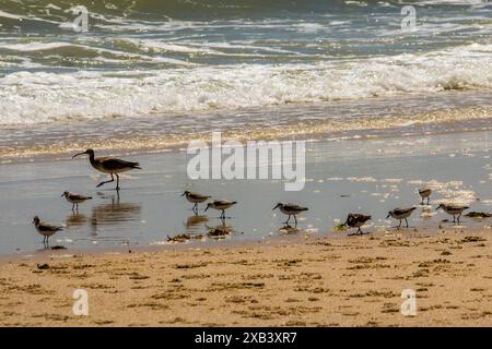 Watvögel, die sich auf dem nassen Sand am Wasserrand an einem Sandstrand aufhalten Stockfoto