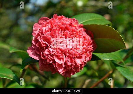 Rosafarbene Kamelienblume (Camellia japonica) im Garten Stockfoto