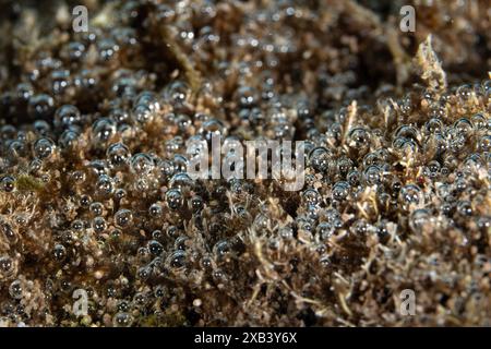 Bei der Photosynthese werden kleine Sauerstoffblasen aus einem Teil fadenförmiger Algen freigesetzt, die unter Wasser im tropischen Pazifik wachsen. Stockfoto