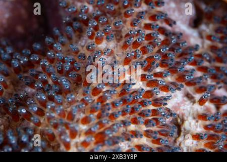 Clarks Anemonenfischembryonen warten darauf, an einem gesunden Korallenriff in Indonesien zu schlüpfen. Anemonenfischeier werden immer neben der Anemone der Eltern gelegt. Stockfoto