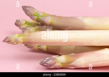 Weißer Spargel, isoliert auf rosa Hintergrund Stockfoto