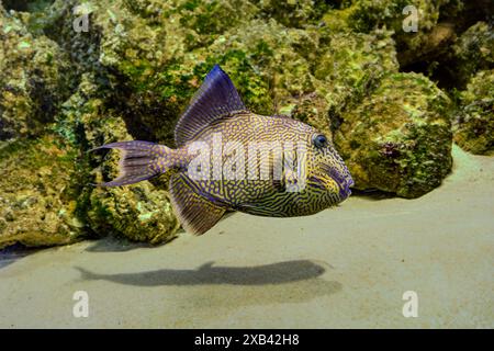Pseudobalistes fuscus Blaue Drückerfische, gekräuselte Drückerfische, Gelbfleckige Drückerfische und blau-goldene Drückerfische gehören zur Familie Stockfoto
