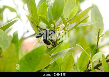 Scolia Dubia oder Scoliid Bienen, die auf den Blüten von Lindenbäumen thronen Stockfoto