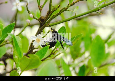 Scolia Dubia oder Scoliid Bienen, die auf den Blüten von Lindenbäumen thronen Stockfoto