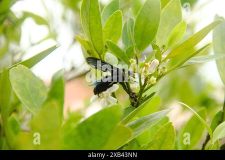 Scolia Dubia oder Scoliid Bienen, die auf den Blüten von Lindenbäumen thronen Stockfoto