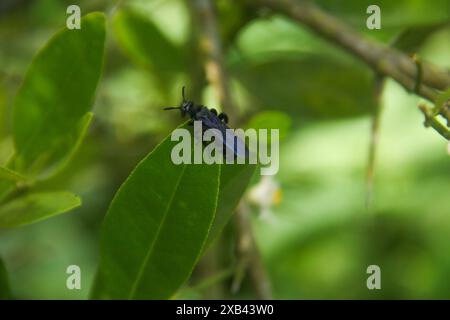 Scolia Dubia oder Scoliid Bienen, die auf den Blüten von Lindenbäumen thronen Stockfoto