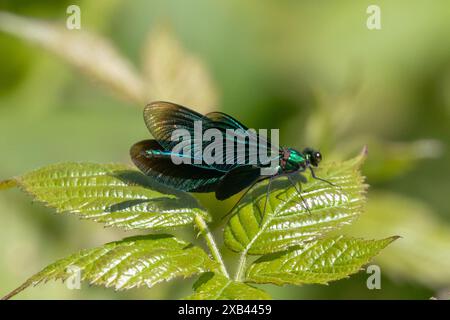 Männliche schöne Demiselle, Calopteryx virgo, Sussex, Großbritannien Stockfoto