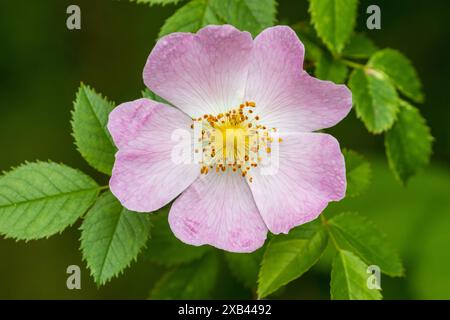 Hunderose, Rosa canina in Blüte Stockfoto