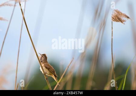 Großer Schilfffänger, Akrocephalus arundinaceus singt. Stockfoto