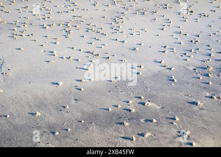 Blasen Sie Lugworm Poo an der Westküste Irlands - Arenicola Marina. Stockfoto