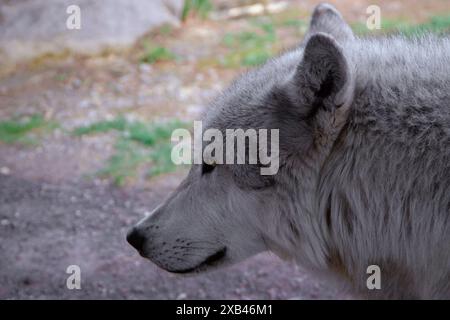 Grauwolf in Gefangenschaft, unfähig, in freier Wildbahn zu überleben, im Grizzly and Wolf Discovery Center in West Yellowstone Mountana. Stockfoto