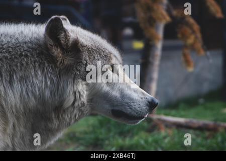 Grauwolf in Gefangenschaft, unfähig, in freier Wildbahn zu überleben, im Grizzly and Wolf Discovery Center in West Yellowstone Mountana. Stockfoto