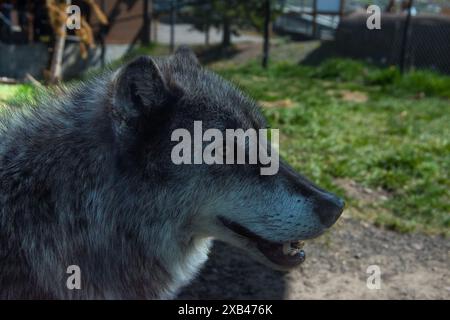 Grauwolf in Gefangenschaft, unfähig, in freier Wildbahn zu überleben, im Grizzly and Wolf Discovery Center in West Yellowstone Mountana. Stockfoto