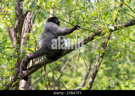 Gewöhnlicher Woolly Monkey - Lagothrix Lagothricha, ein einzigartiger grauer Affe mit langem Schwanz, der in den tropischen Wäldern Amazoniens, Ecuador, beheimatet ist. Stockfoto