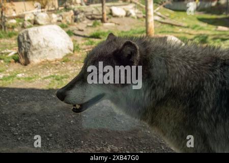 Grauwolf in Gefangenschaft, unfähig, in freier Wildbahn zu überleben, im Grizzly and Wolf Discovery Center in West Yellowstone Mountana. Stockfoto