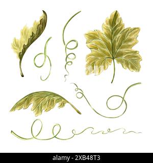 Blätter von Kürbissen und Ranken Pflanzen. Set von handgezeichneter botanischer Illustration mit Aquarell. Isoliertes Grün von Gemüse. Traubenrebe oder Lianengrusel Stockfoto